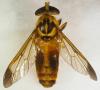 Diachlorus curvipes